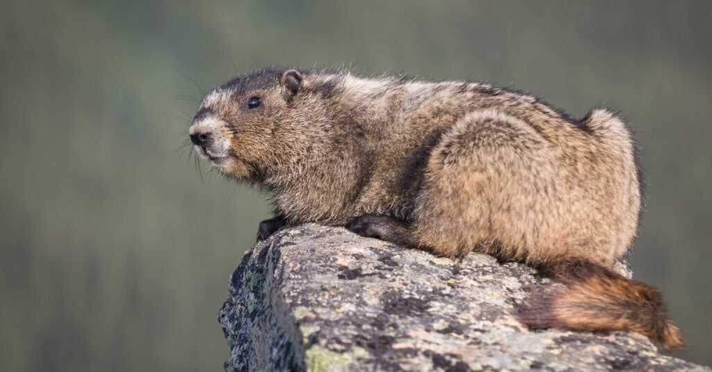 marmotta olimpica