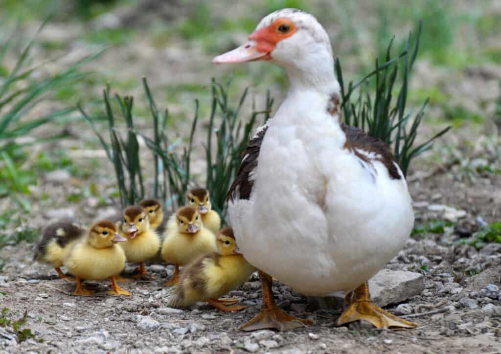 Anatra muschiata femmina con anatroccoli che camminano attraverso l'erba