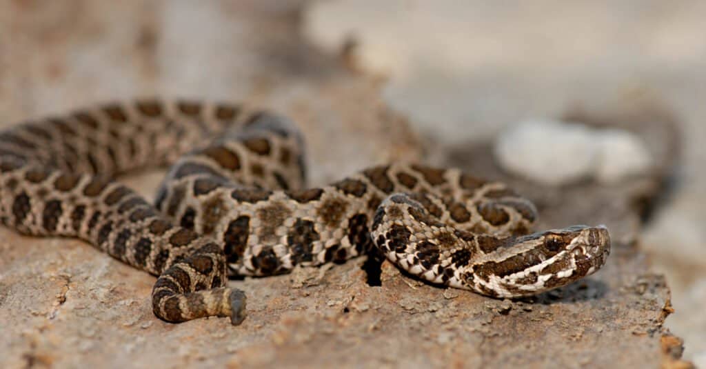 Massasauga su una roccia