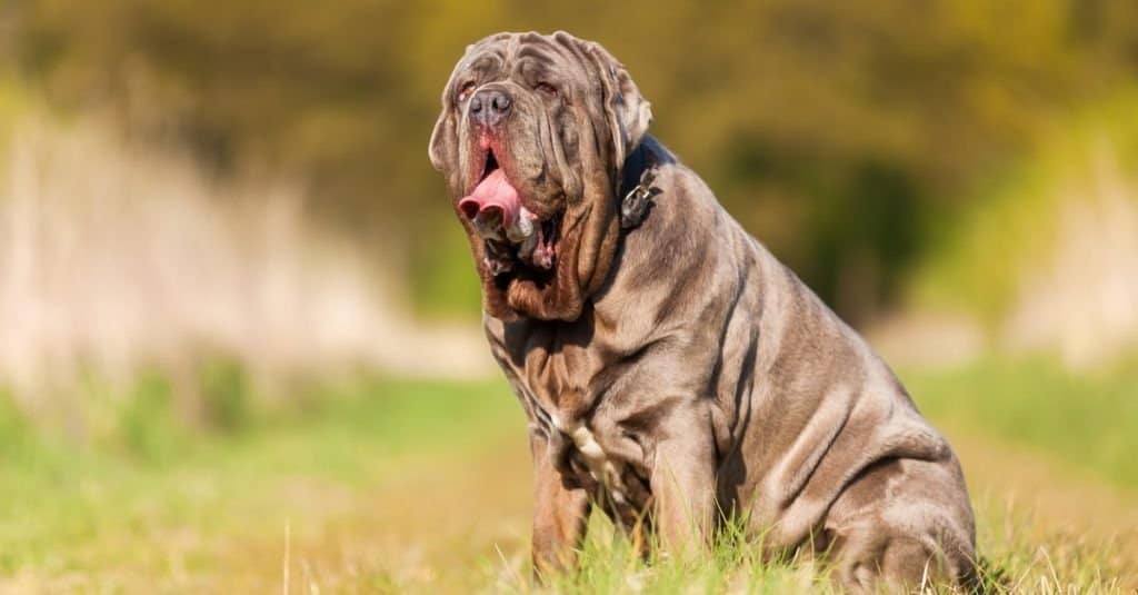 Mastino Napoletano seduto all'aperto