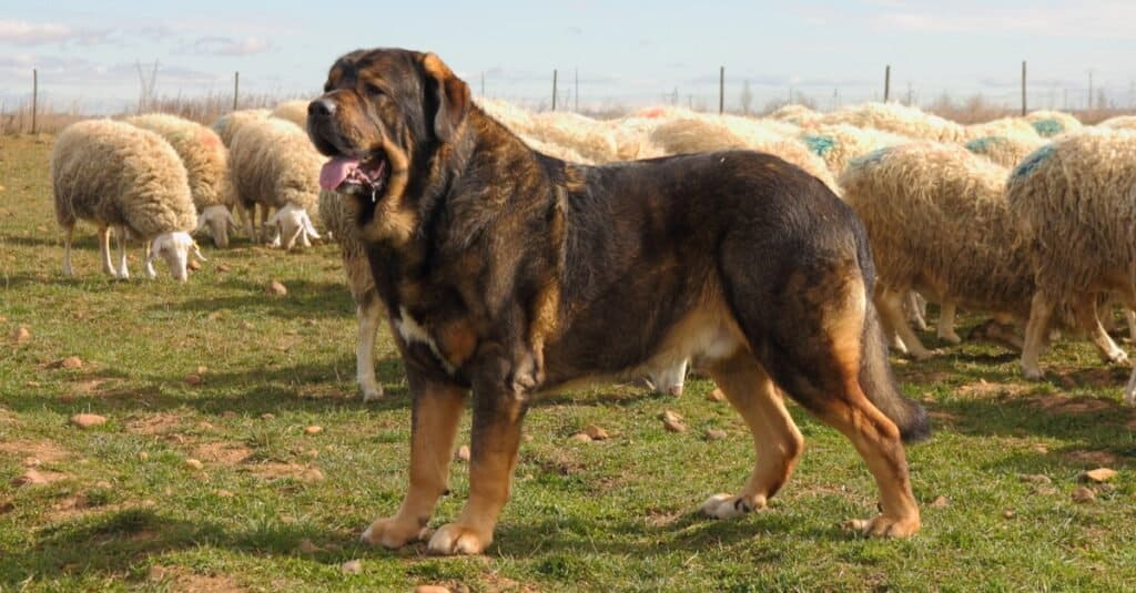 Mastino spagnolo con un gregge di pecore.