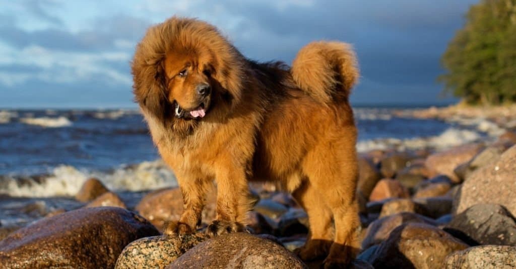 Mastino tibetano sulle rocce