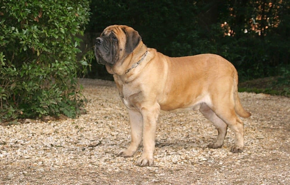 Ritratto di un cane mastino all'aperto.