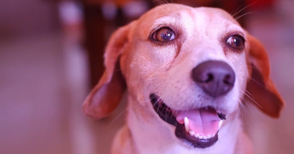 Ritratto di animale domestico meagle a casa