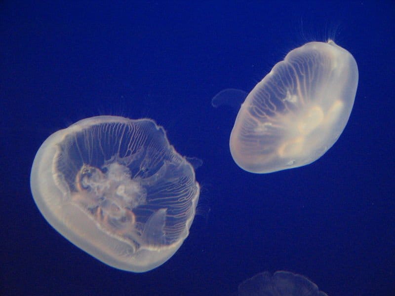 Medusa lunare (Aurelia aurita)