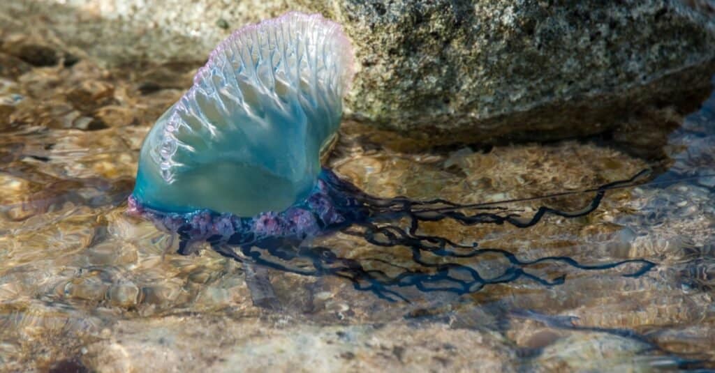 Uomo di guerra portoghese alla deriva in una piscina.