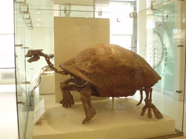 Megalochelys