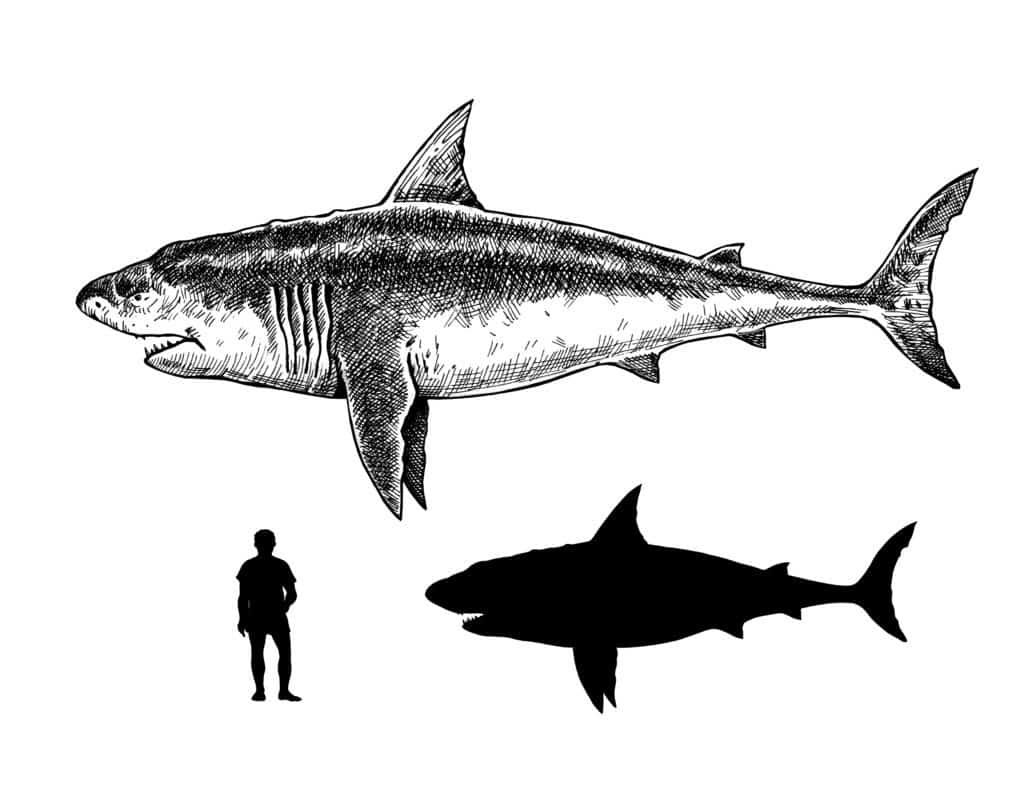 Megalodonte vs.  Grande Bianco