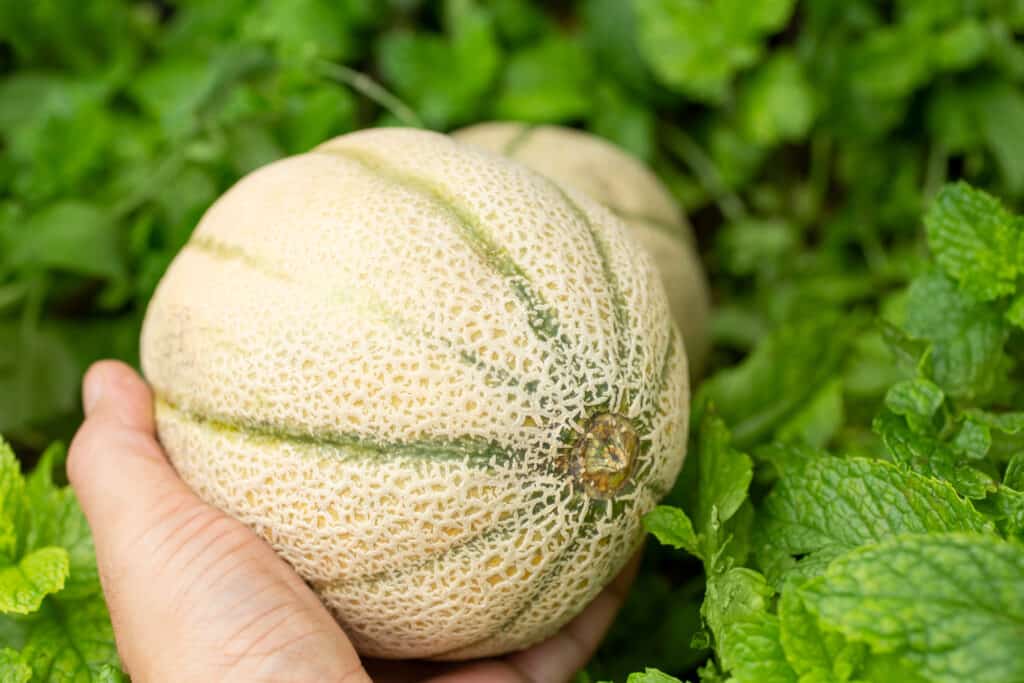 Mano che tiene un melone toscano