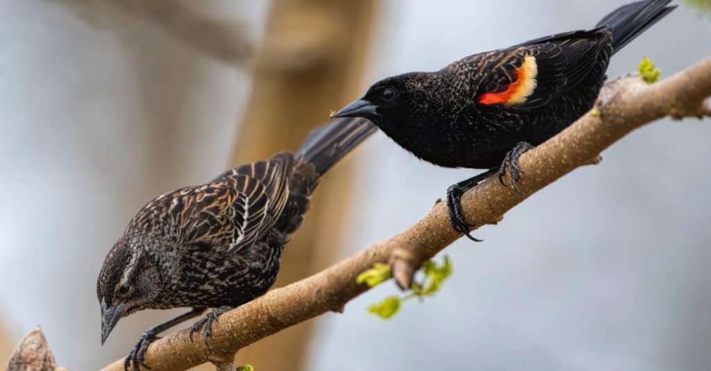 Red Wing Blackbird Pair su un ramo di gelso in Louisiana.