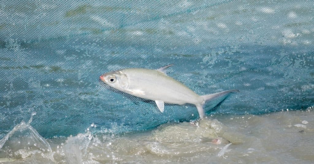 Milkfish nell'industria degli allevamenti ittici della Thailandia