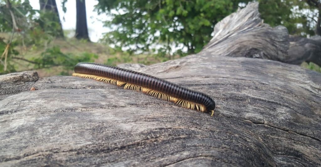 Millepiedi africano gigante nel parco nazionale di Mudumu, Namibia