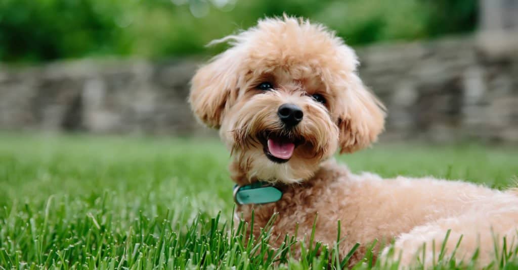 cucciolo di labradoodle mini marrone chiaro