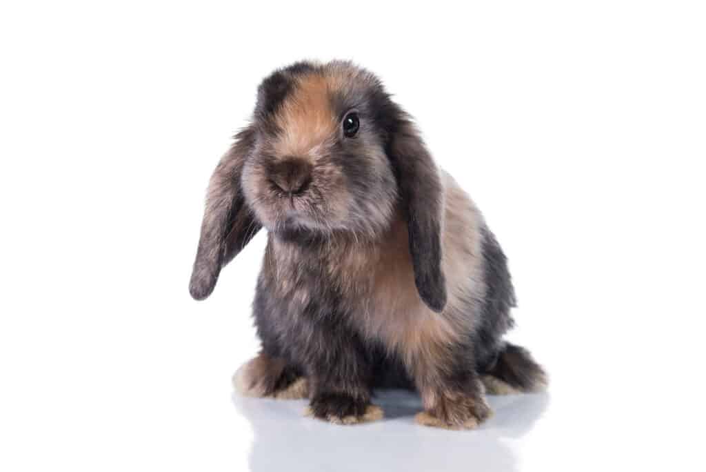 Mini Lop rotto