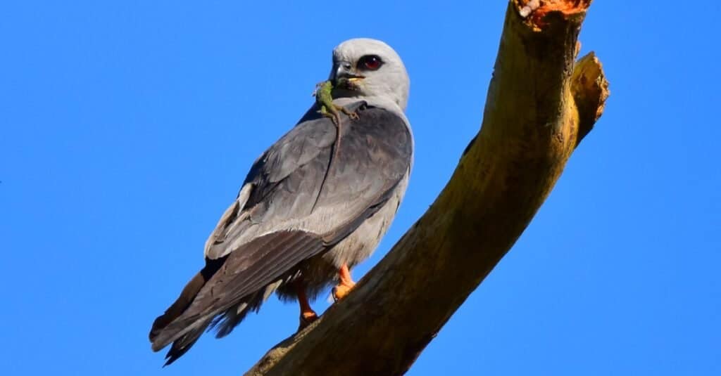 Mississippi kite (Ictinia mississippiensis) appollaiato su albero intoppo con lucertola anole verde (Anolis carolinensis) nel suo becco.