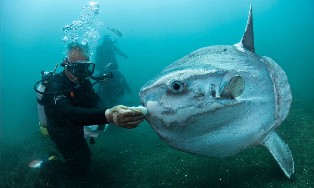Ocean Sunfish, Mola mola che nuota sott'acqua con i subacquei.  Sono considerati abbastanza docili e gentili nei confronti dei subacquei umani.
