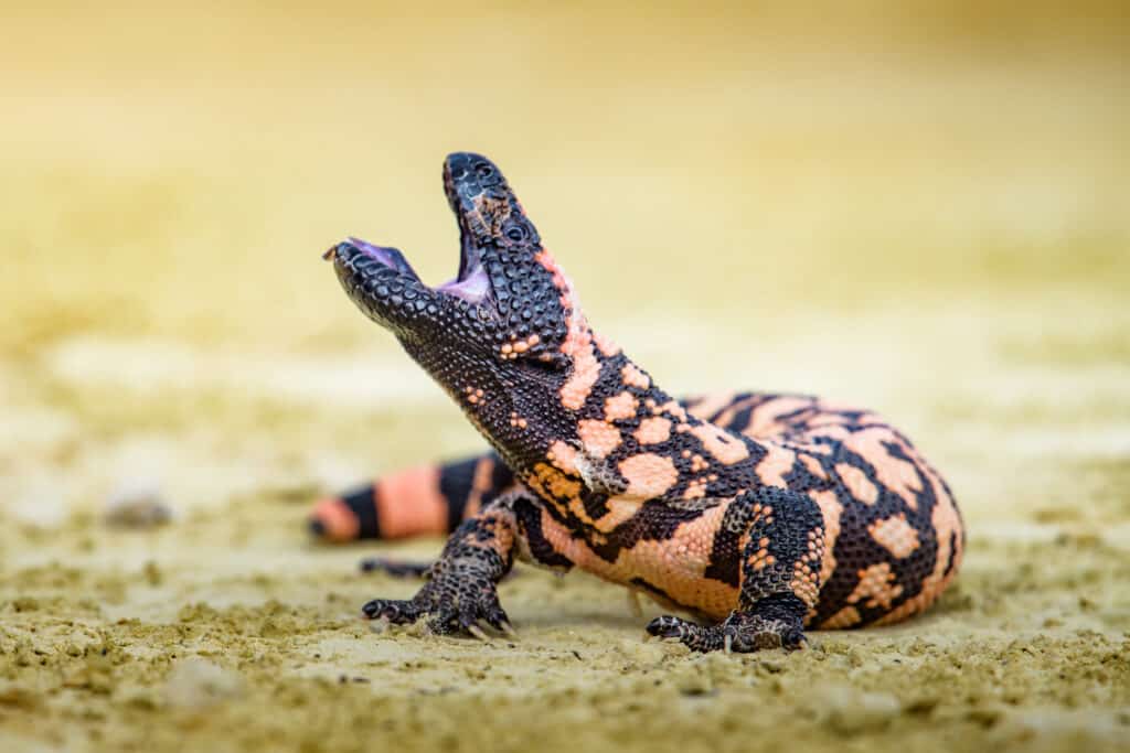 Lucertola Gila Monster (sospetta Heloderma)