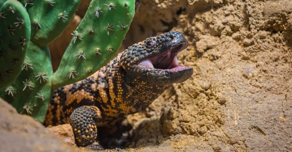 animali unici del Nord America: il mostro di gila