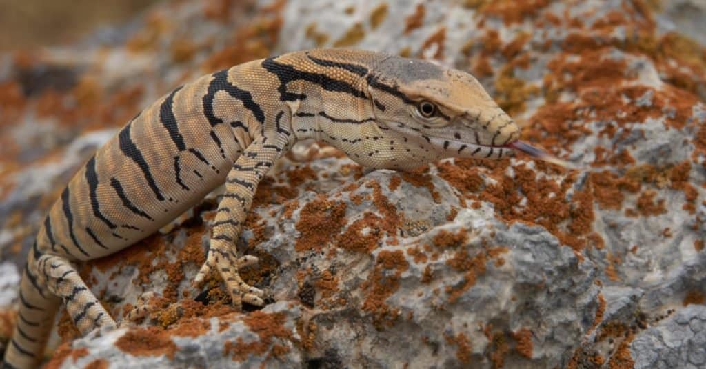 Giovane lucertola monitor del deserto (Varanus griseus).  Deserto di Kyzylkum, Uzbekistan.