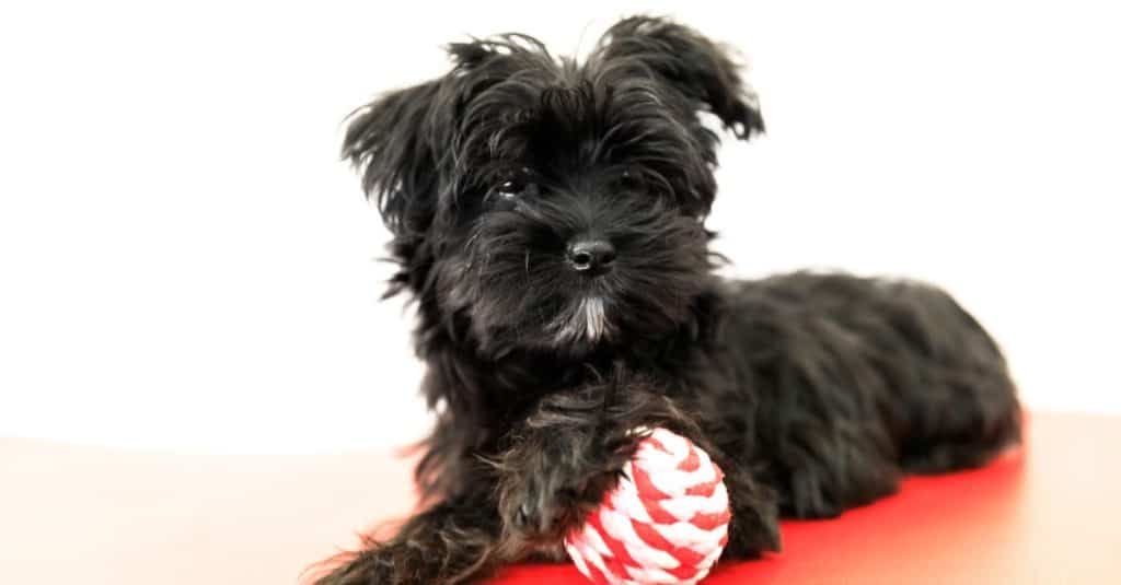 Cane nero Morkie in attesa di giocare sul divano, isolato su sfondo bianco
