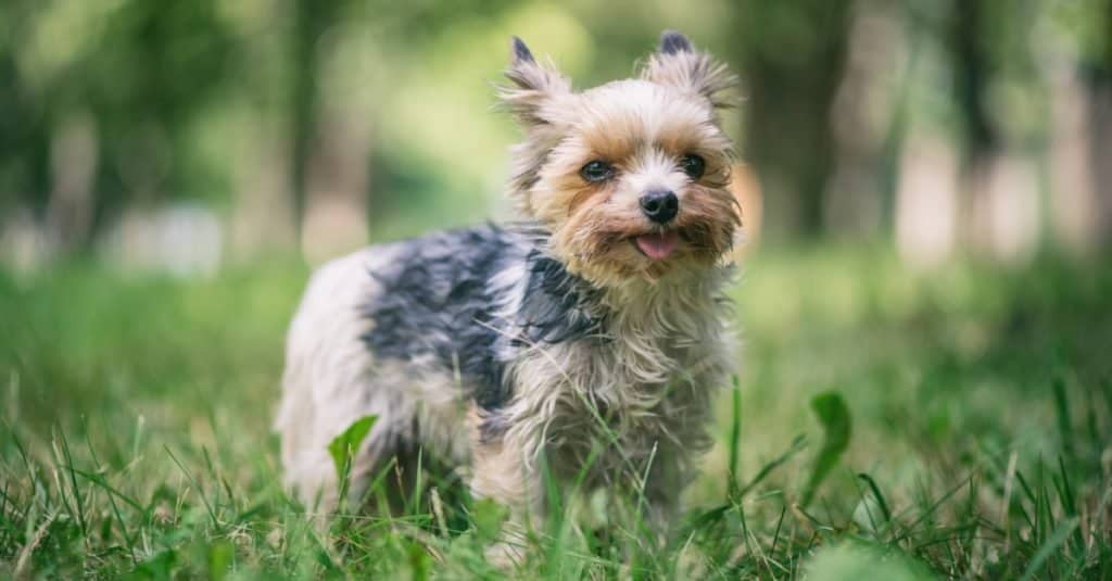 Giovane bel Morkie che gioca nel parco
