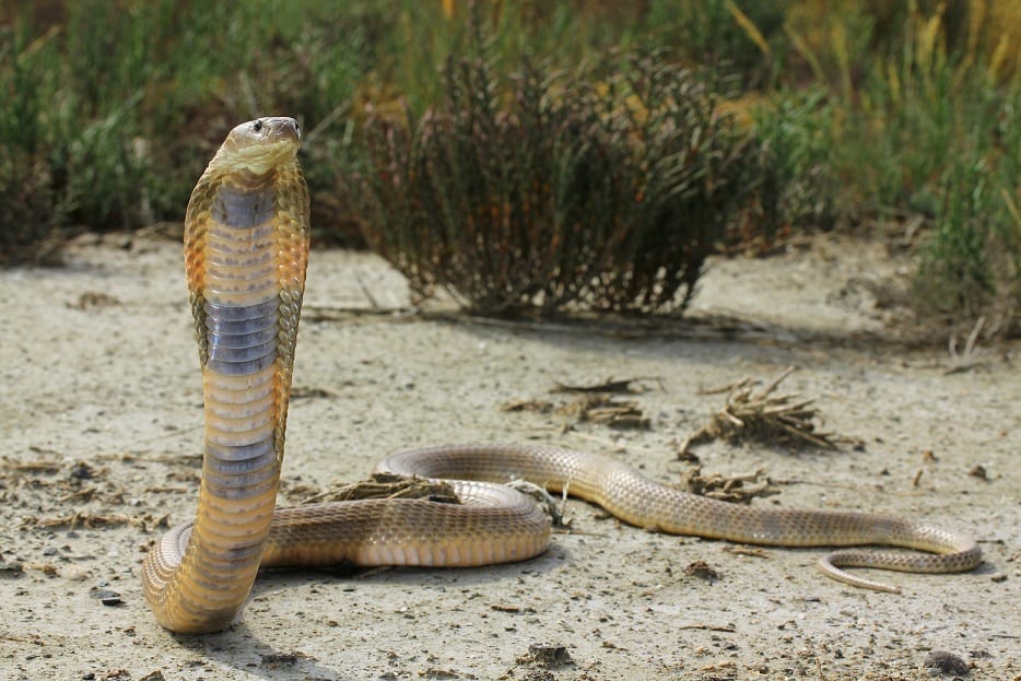 Cobra del Caspio