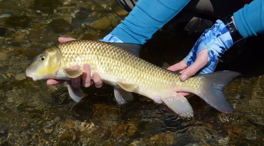 Pesce ventosa del fiume Redhorse