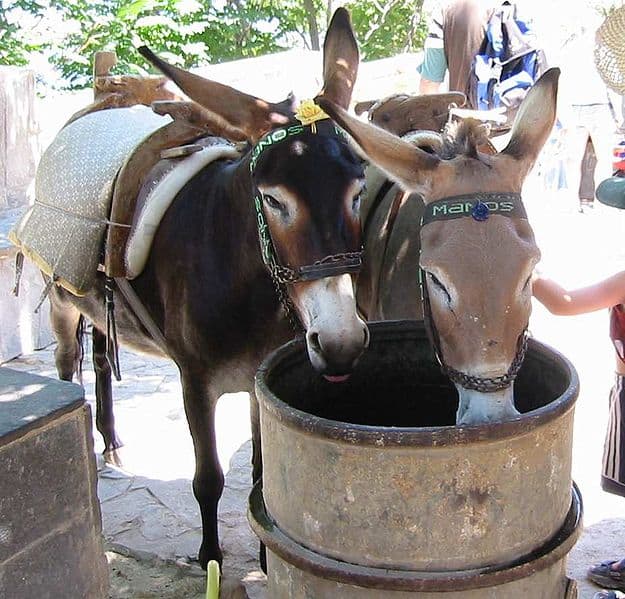 Due muli che bevono acqua