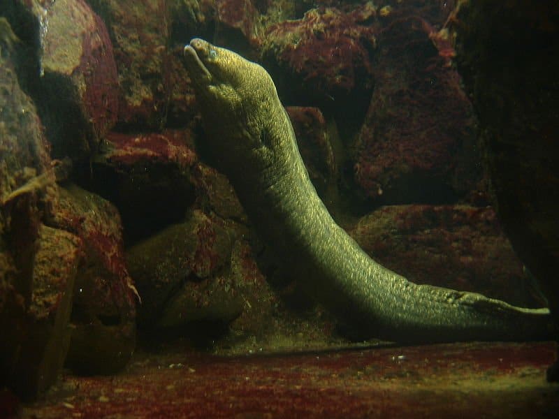 Murena