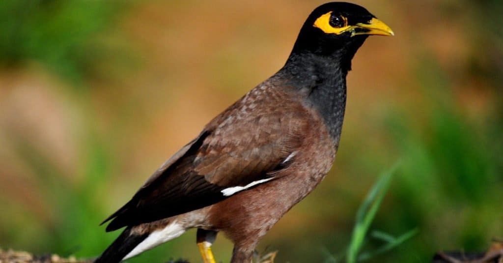 L'indiana Myna Acridotheres tristis a Kokkrebellur, India.