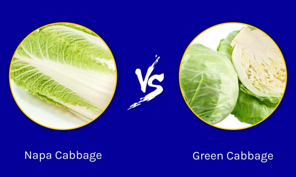 Cavolo Napa vs Cavolo Verde