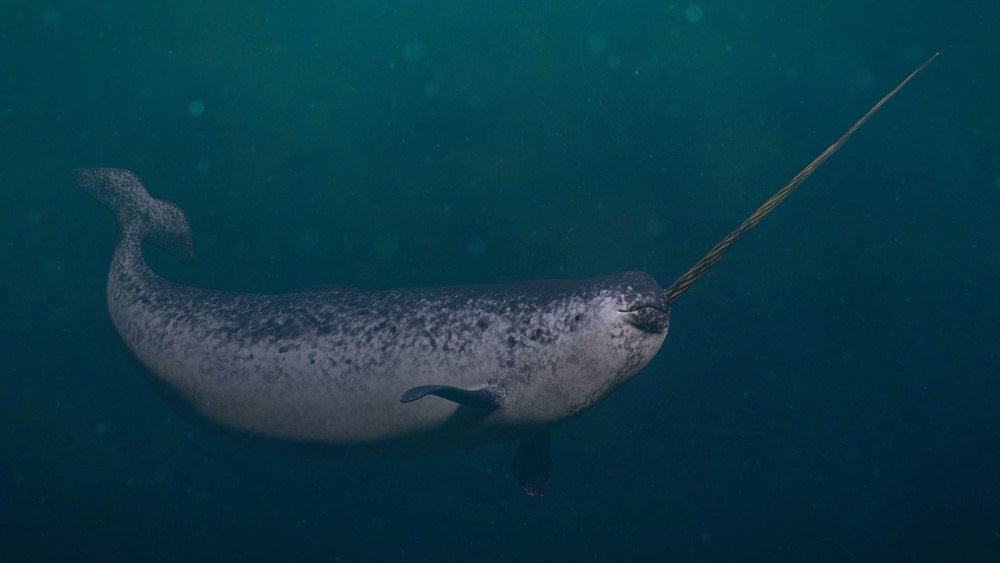 Narwhal, maschio Monodon monoceros che nuota nell'oceano
