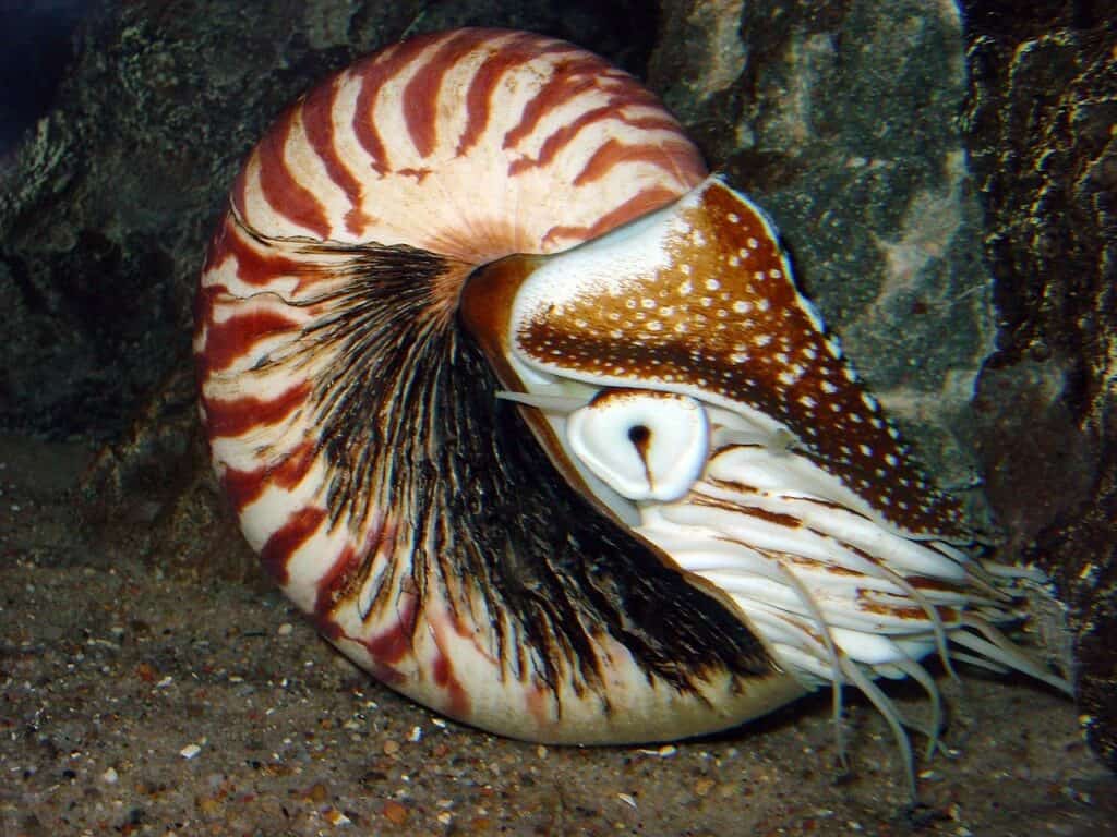 Nautiloide