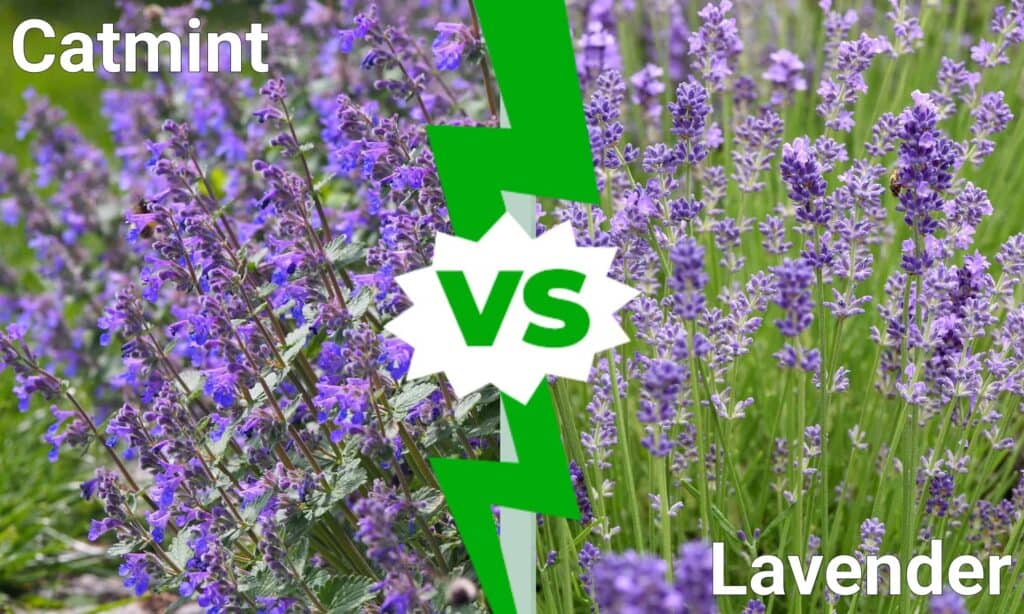 Nepitella contro lavanda