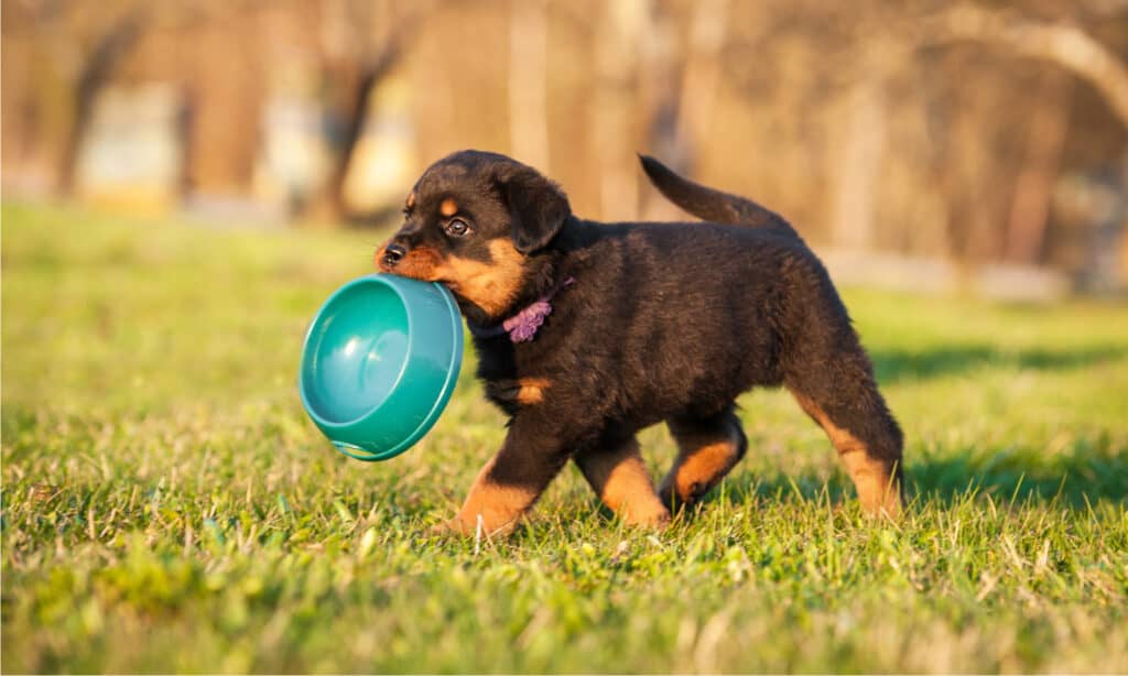 Alimenti per cani per cuccioli di Rottweiler