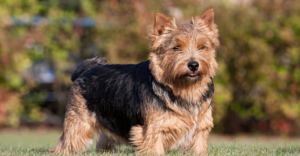 Norwich terrier adulto