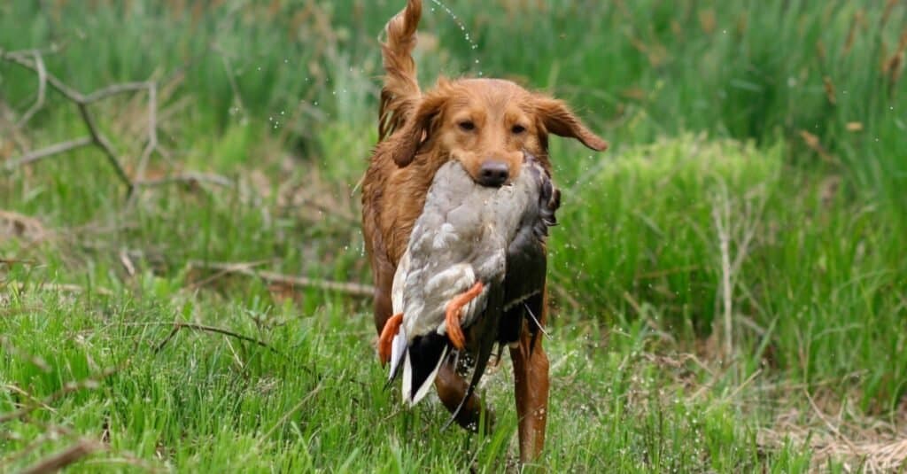 Un Nova Scotia Duck Tolling Retriever (NSDTR o Toller) che recupera un'anatra selvatica.