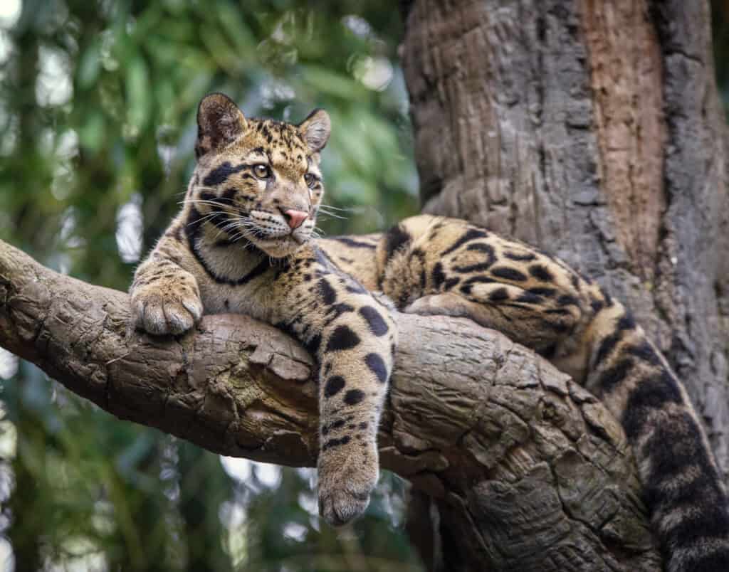 leopardo nebuloso
