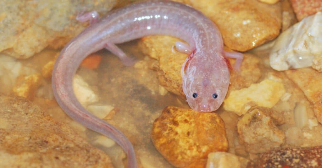 Un Olm in una piccola piscina tra le rocce di una grotta