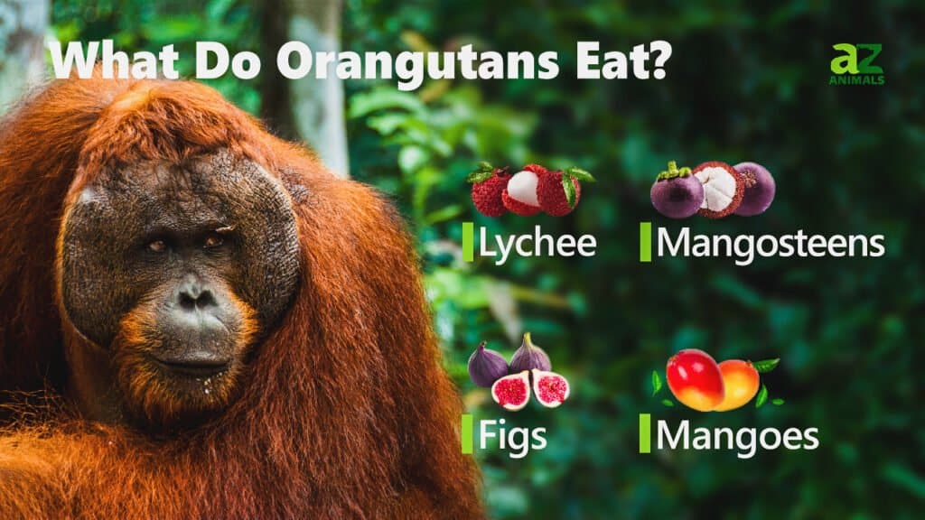 Cosa mangiano gli oranghi