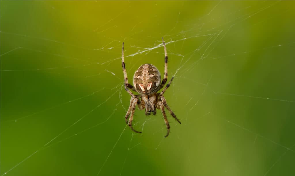Arabesco Orbweaver 
