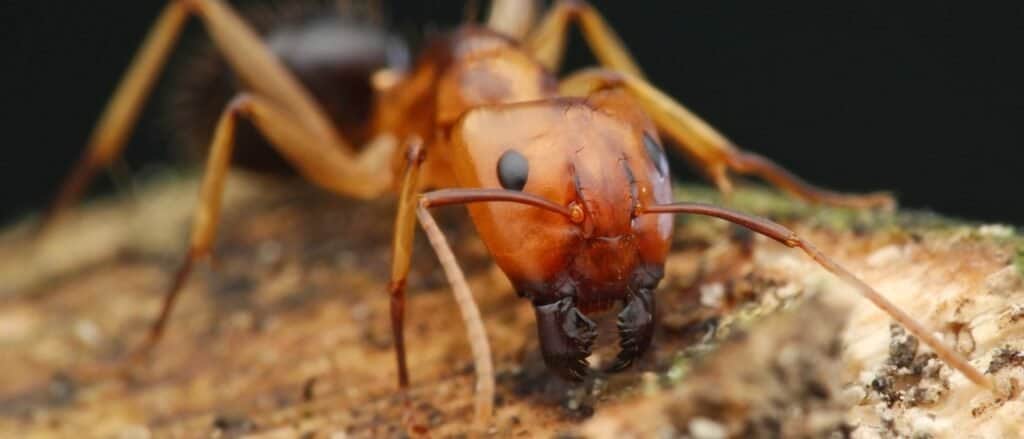 Primo piano della formica carpentiere