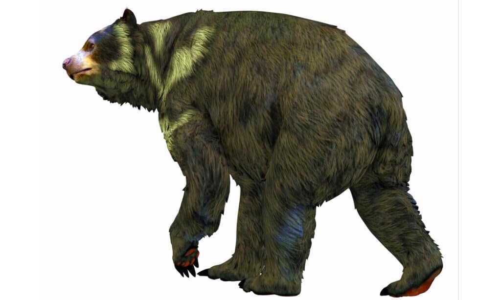 Rendering 3D di un orso dalla faccia corta su sfondo bianco
