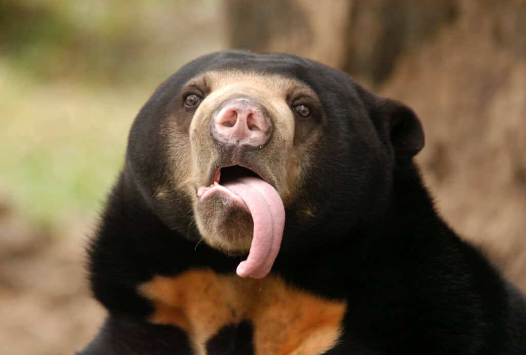 Orso del sole 
