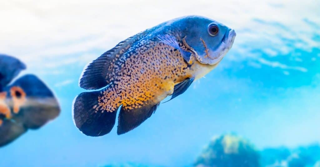 Pesce Oscar che nuota verso l'alto in acque limpide