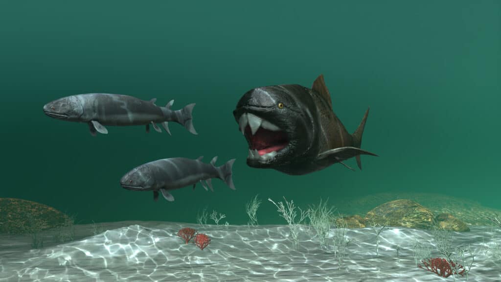 Oscur Osteus