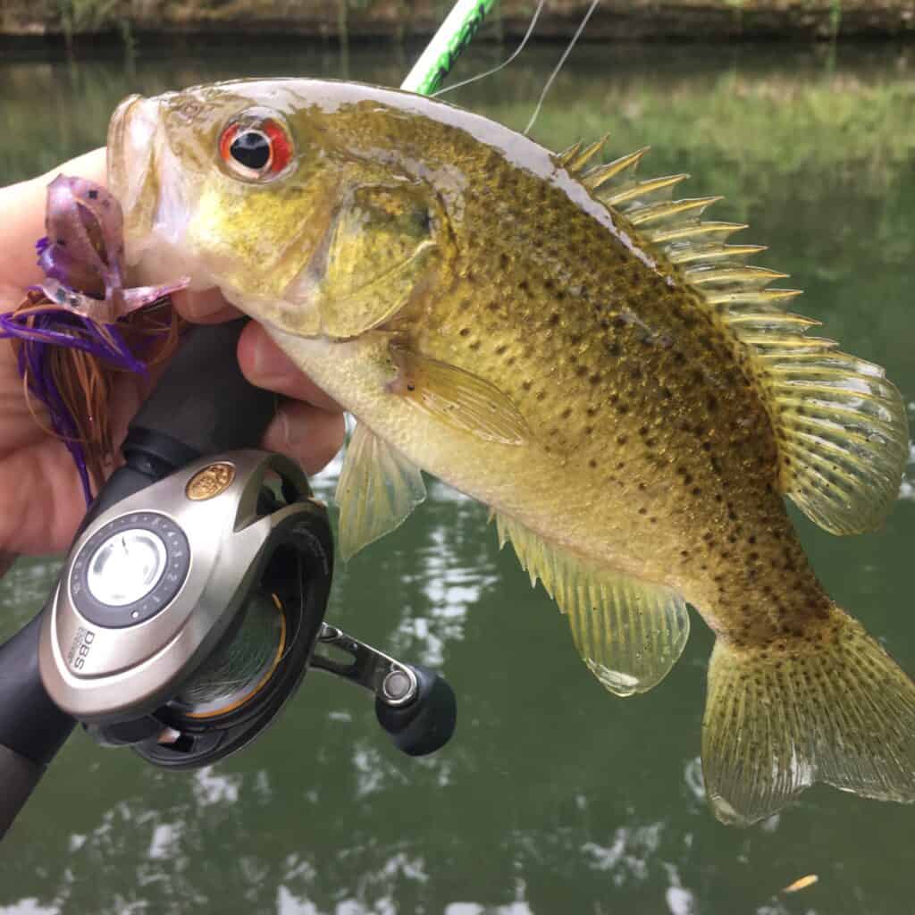 Basso Ozark