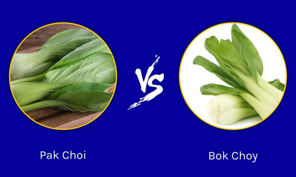 Pak Choi contro Bok Choi