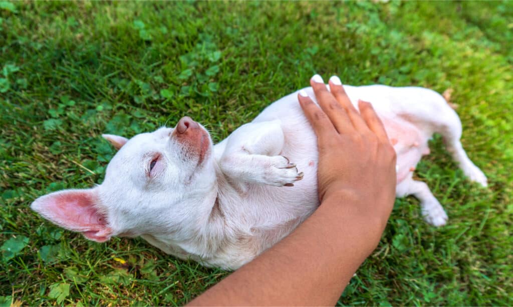 Chihuahua bianco che ottiene un massaggio alla pancia da una donna