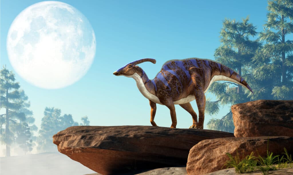Un Parasaurolophus, un tipo di dinosauro ornitopode erbivoro 
